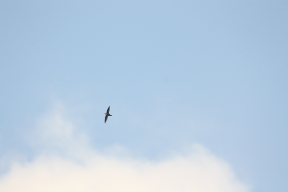 Chimney Swift - ML488954311