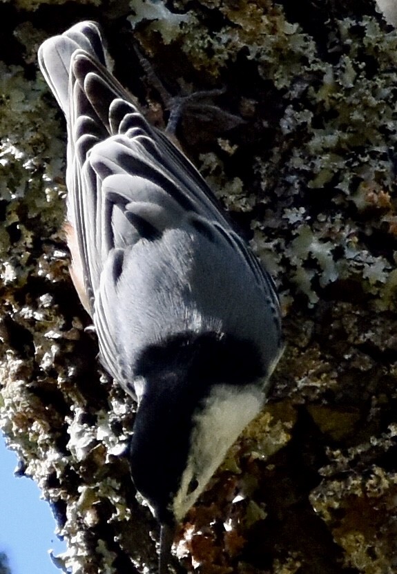 White-breasted Nuthatch - ML488955051
