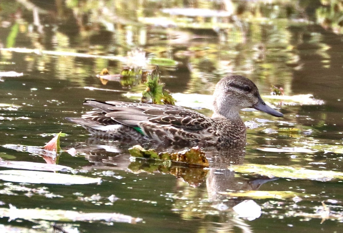 Green-winged Teal - ML488955091