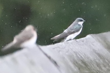 Tree Swallow - ML488956321