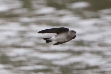 Northern Rough-winged Swallow - ML488956421
