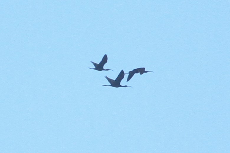 ibis americký - ML488956851
