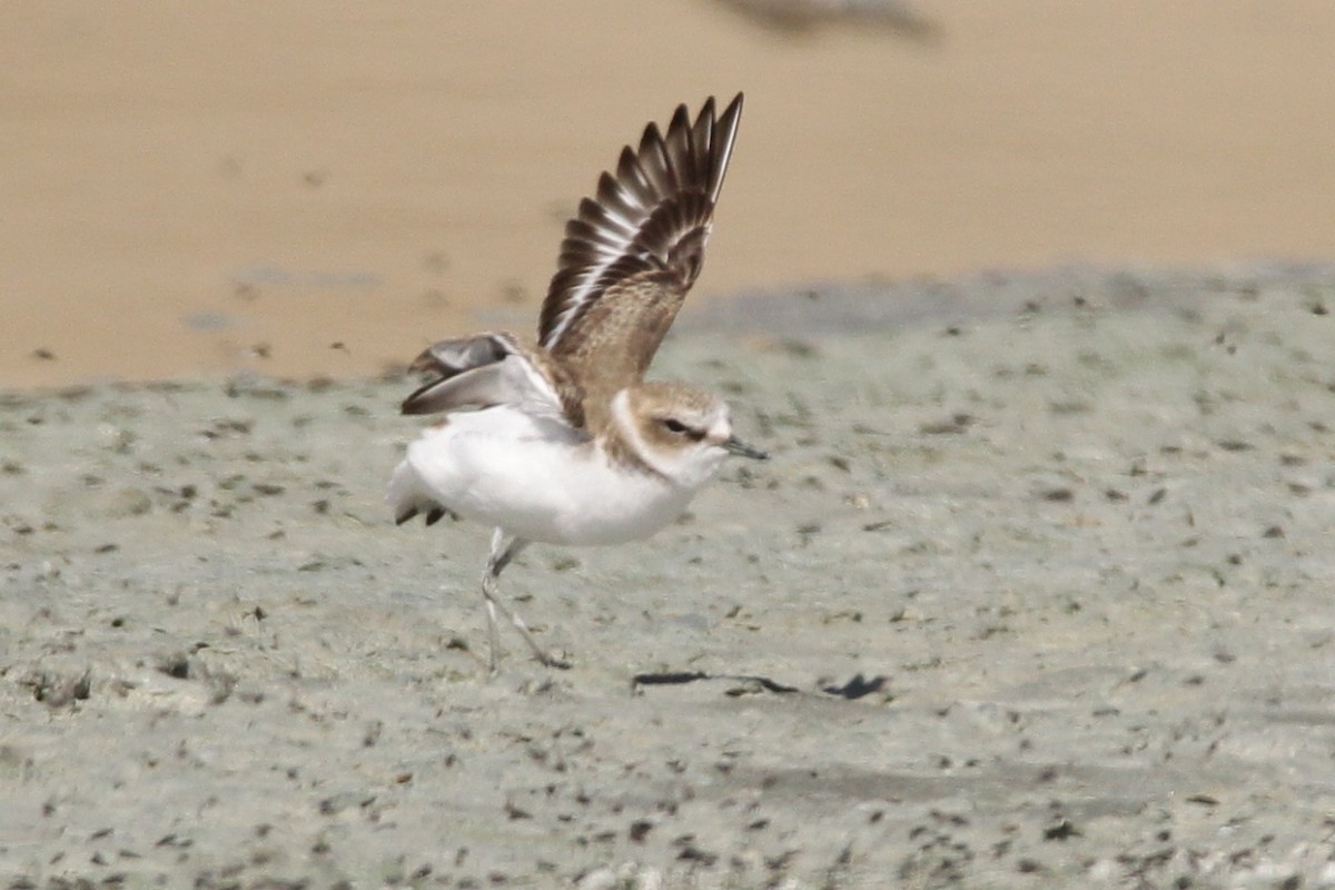 Kentish Plover - Padma Gyalpo