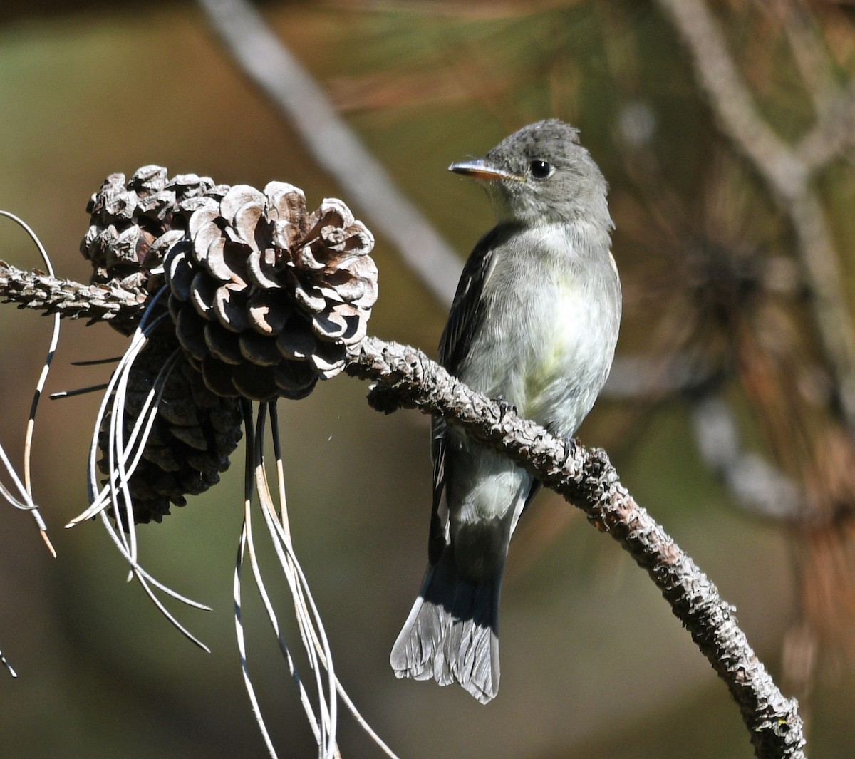 Eastern Wood-Pewee - ML488957821