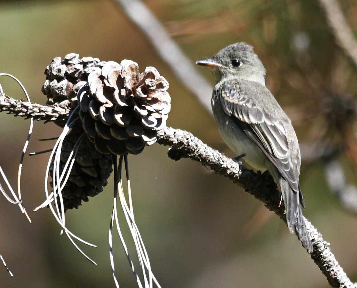 Eastern Wood-Pewee - ML488957831