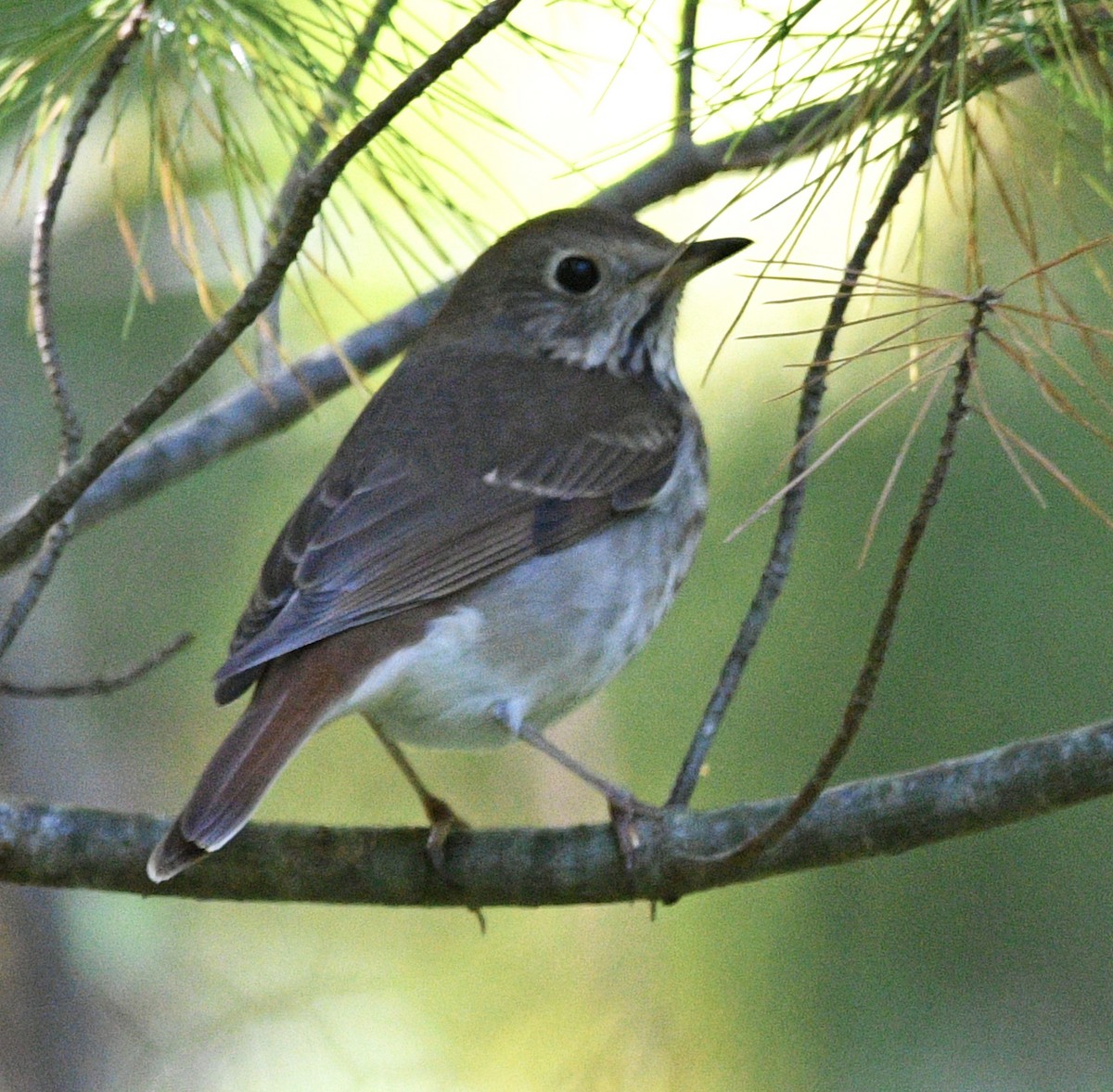 Hermit Thrush - ML488957901