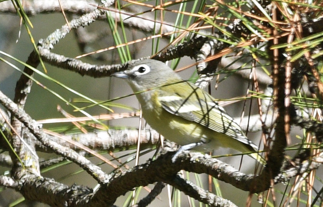 Blue-headed Vireo - ML488957971