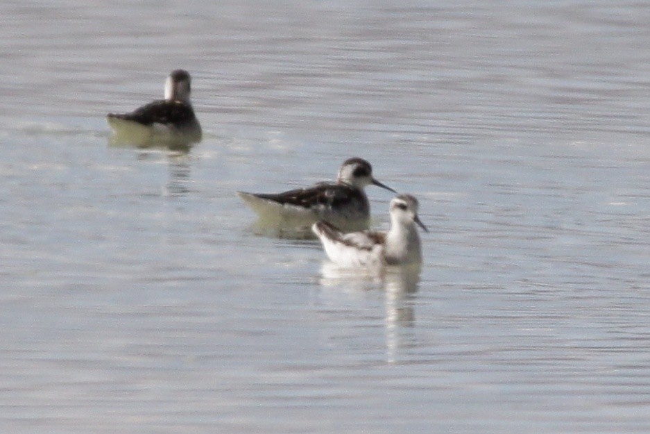 Red-necked Phalarope - ML488958111