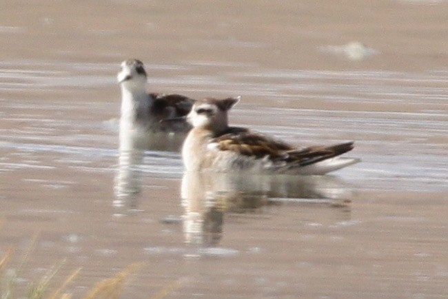 Red-necked Phalarope - ML488958131