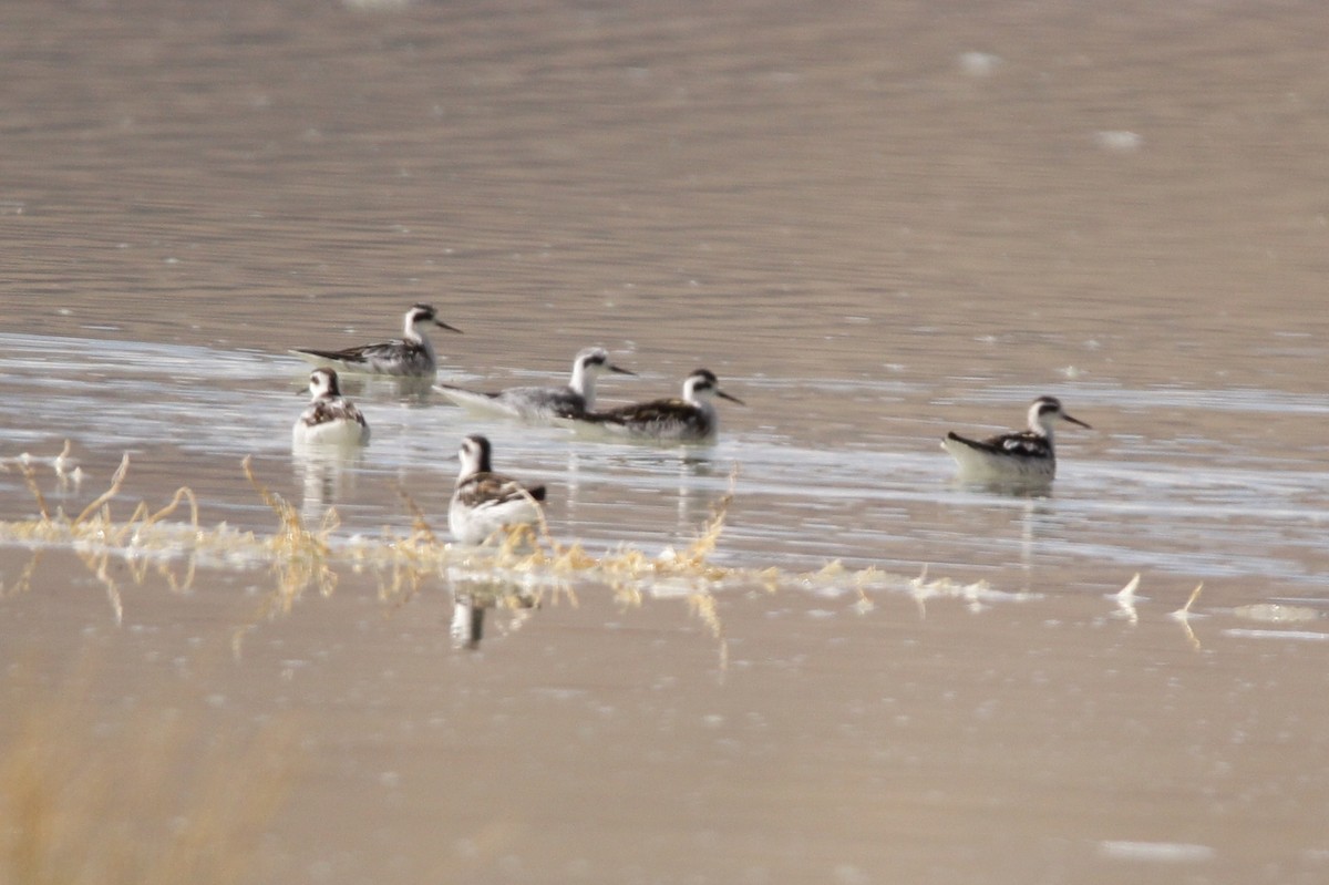 Red-necked Phalarope - ML488958171