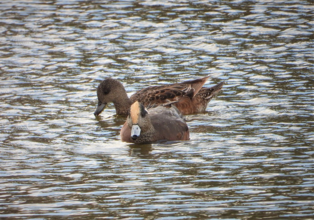 American Wigeon - ML488958521