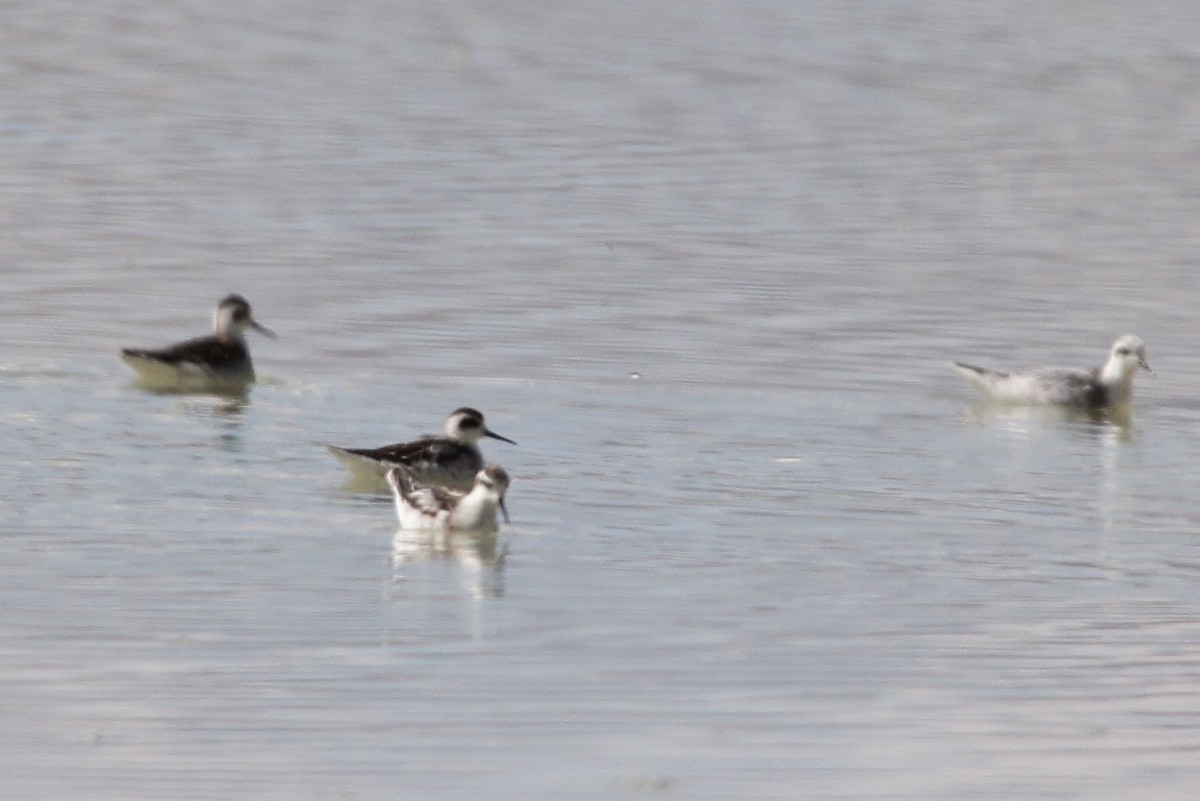 Red-necked Phalarope - ML488958771