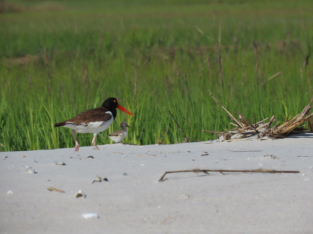 American Oystercatcher - ML488962221