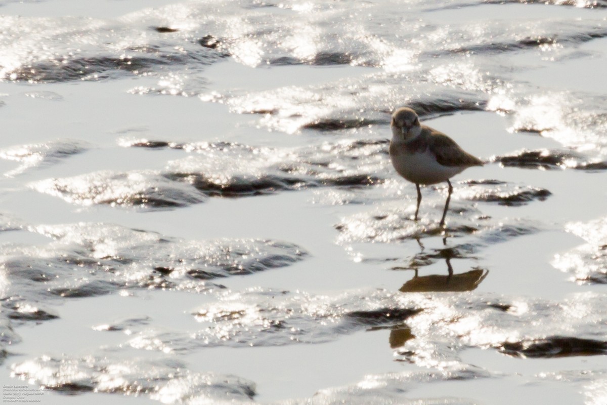 Greater Sand-Plover - ML488963091