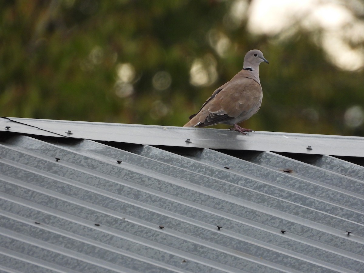 Eurasian Collared-Dove - ML488963671