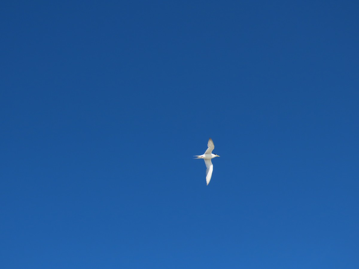 Least Tern - Michael Robertson