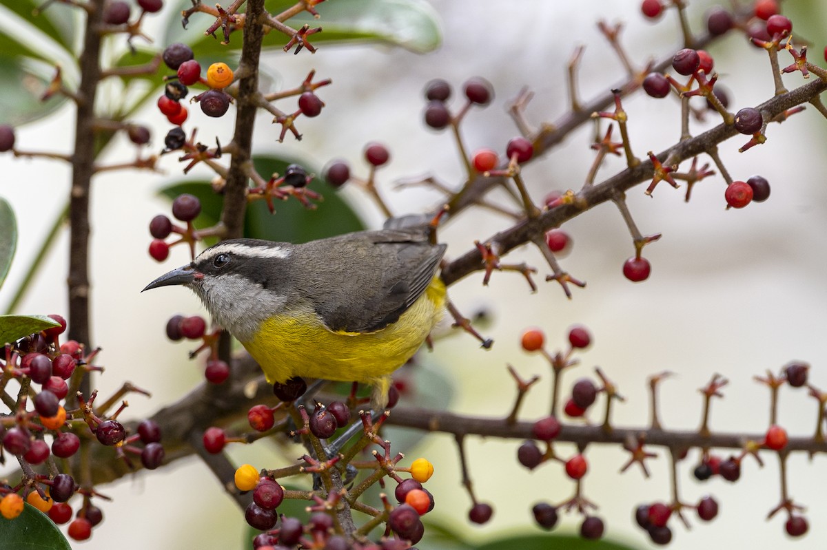 Bananaquit - ML488965371