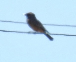 Say's Phoebe - ML488965451