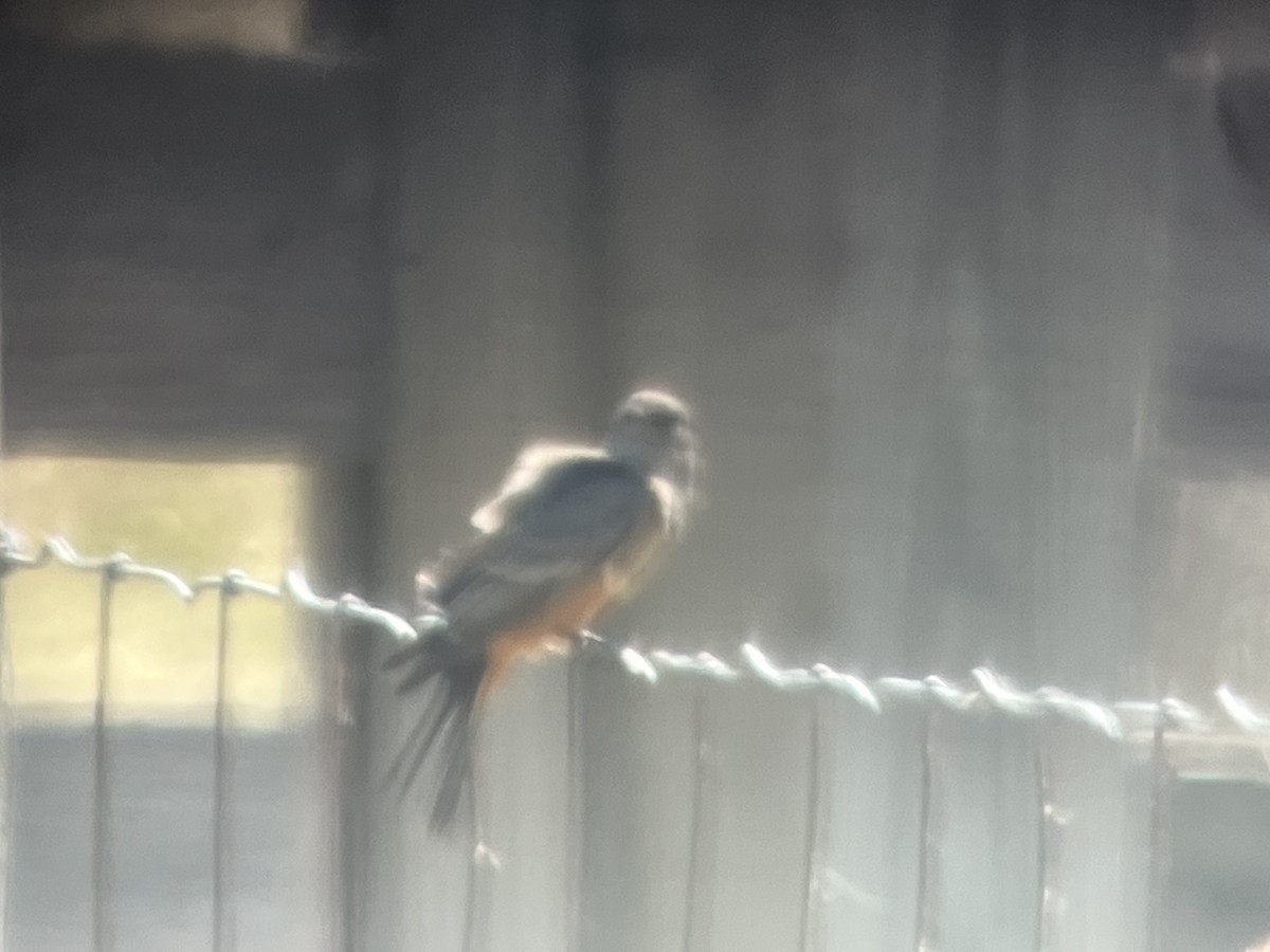 Say's Phoebe - ML488965461