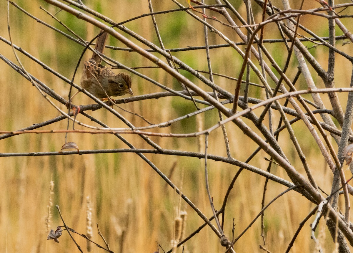 Swamp Sparrow - ML488966571