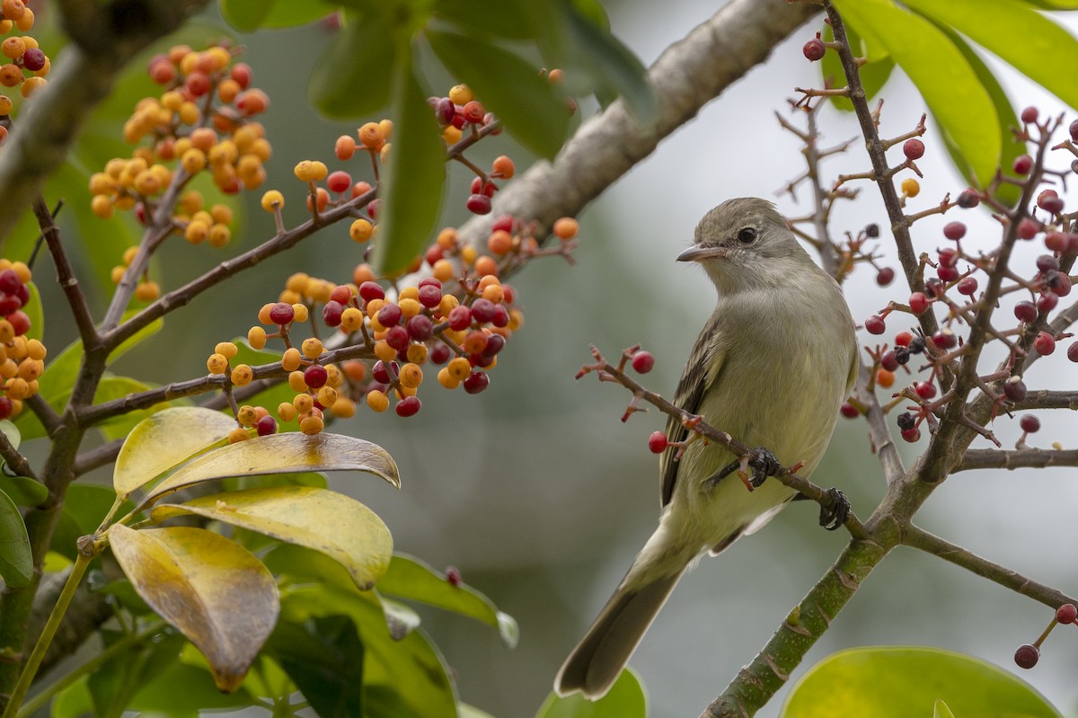 Yellow-bellied Elaenia - ML488966591