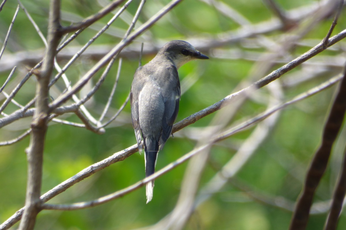 Kül Rengi Minivet - ML488966781