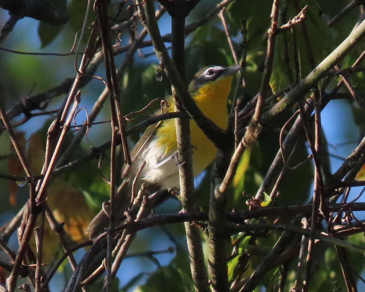 Yellow-breasted Chat - ML488967141