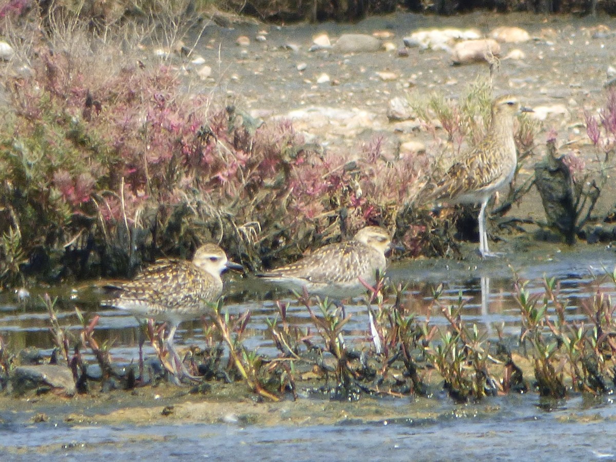 Chorlito Dorado Siberiano - ML488967651