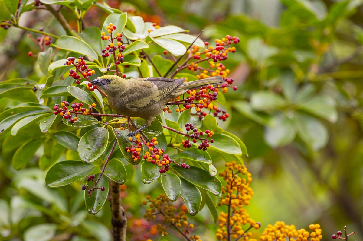 Palm Tanager - ML488968301