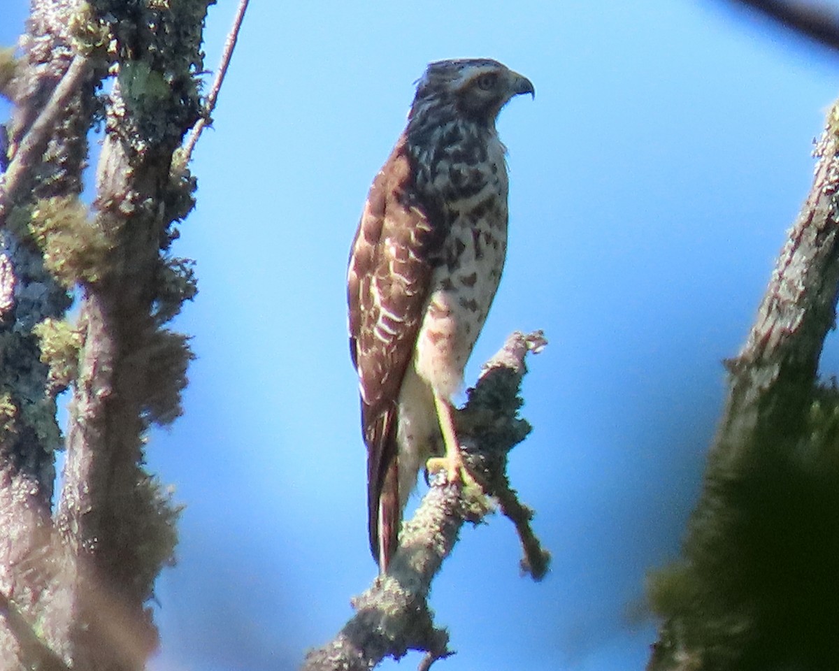 Broad-winged Hawk - ML488969011