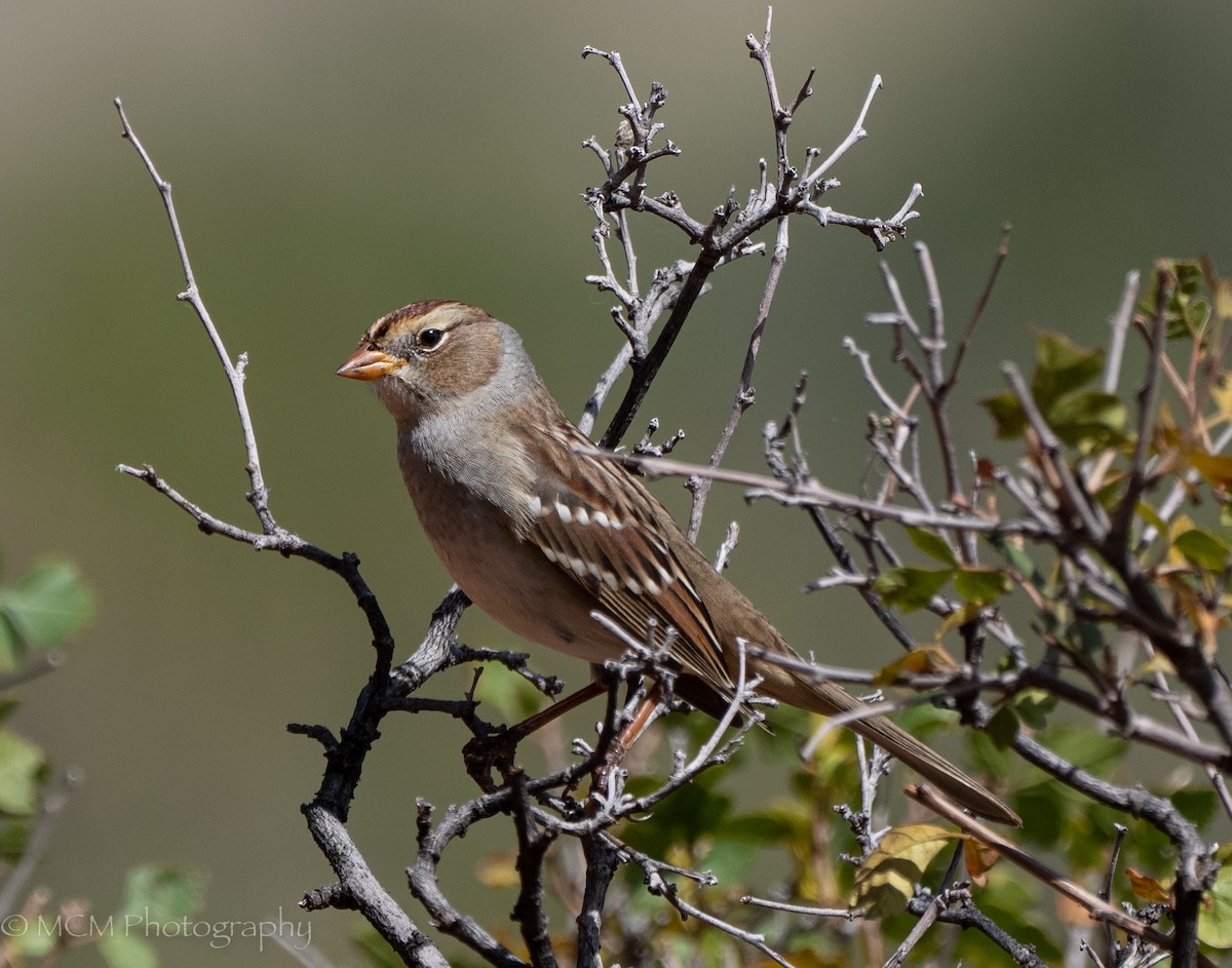 White-crowned Sparrow - ML488969351