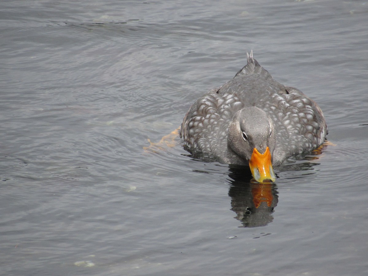 Flightless Steamer-Duck - ML488969361