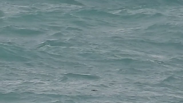 白腰叉尾海燕 - ML488970891