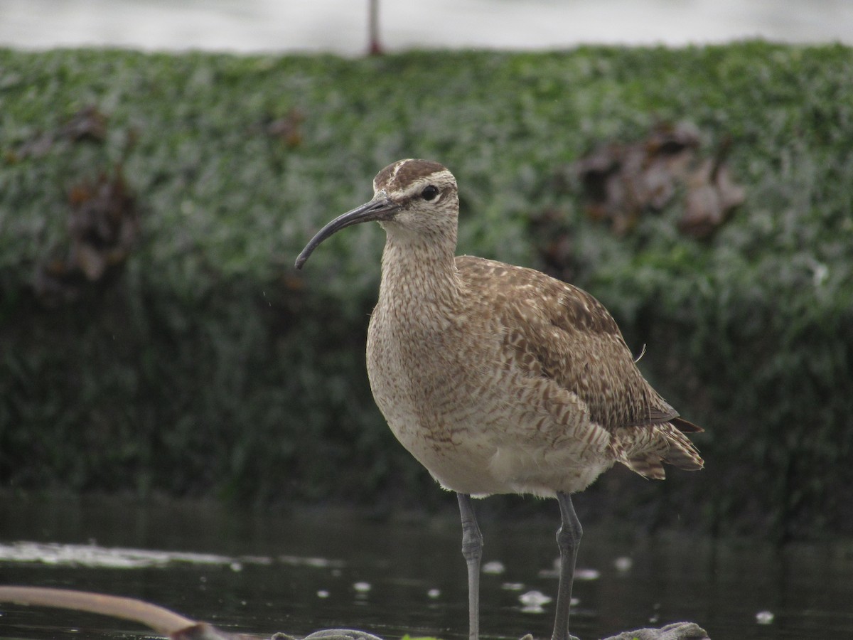 Whimbrel (Hudsonian) - ML488972171