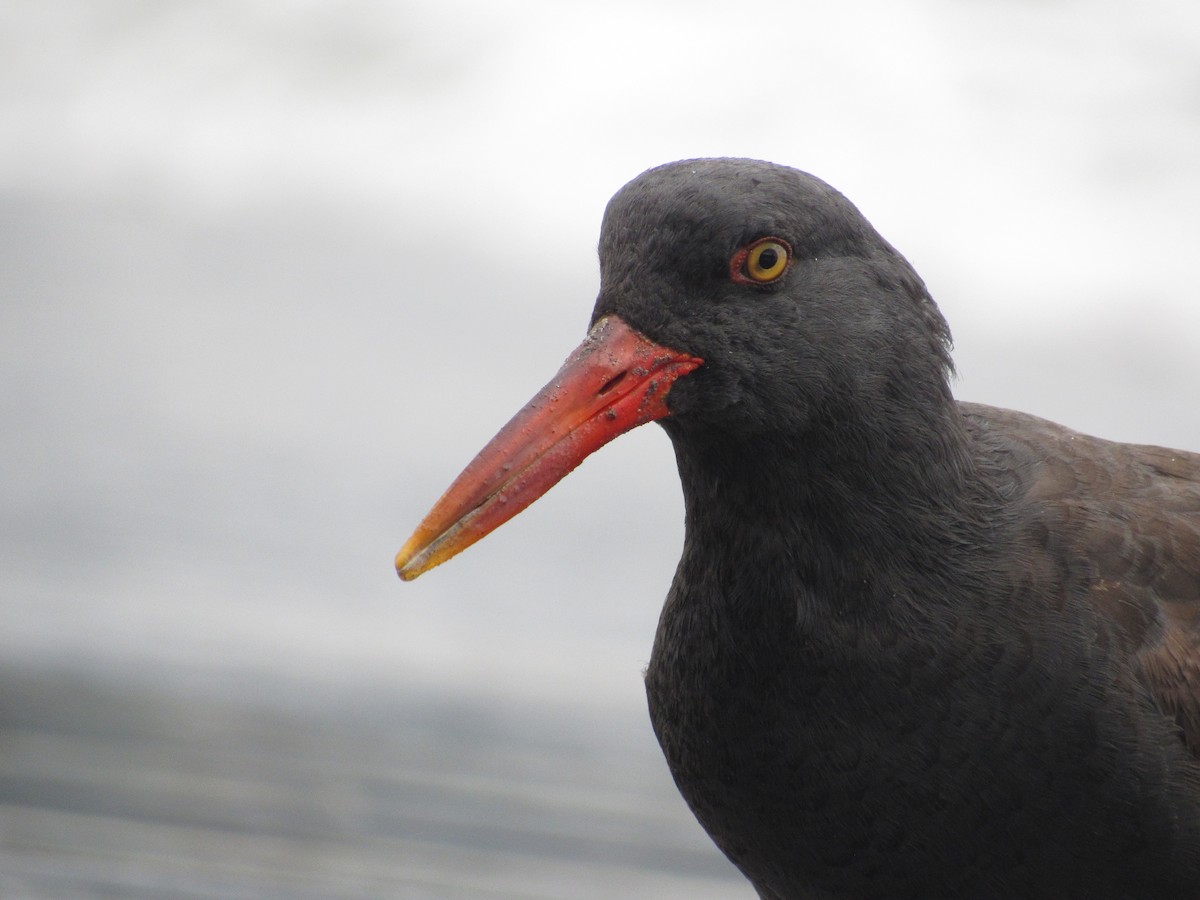 Blackish Oystercatcher - ML488972621