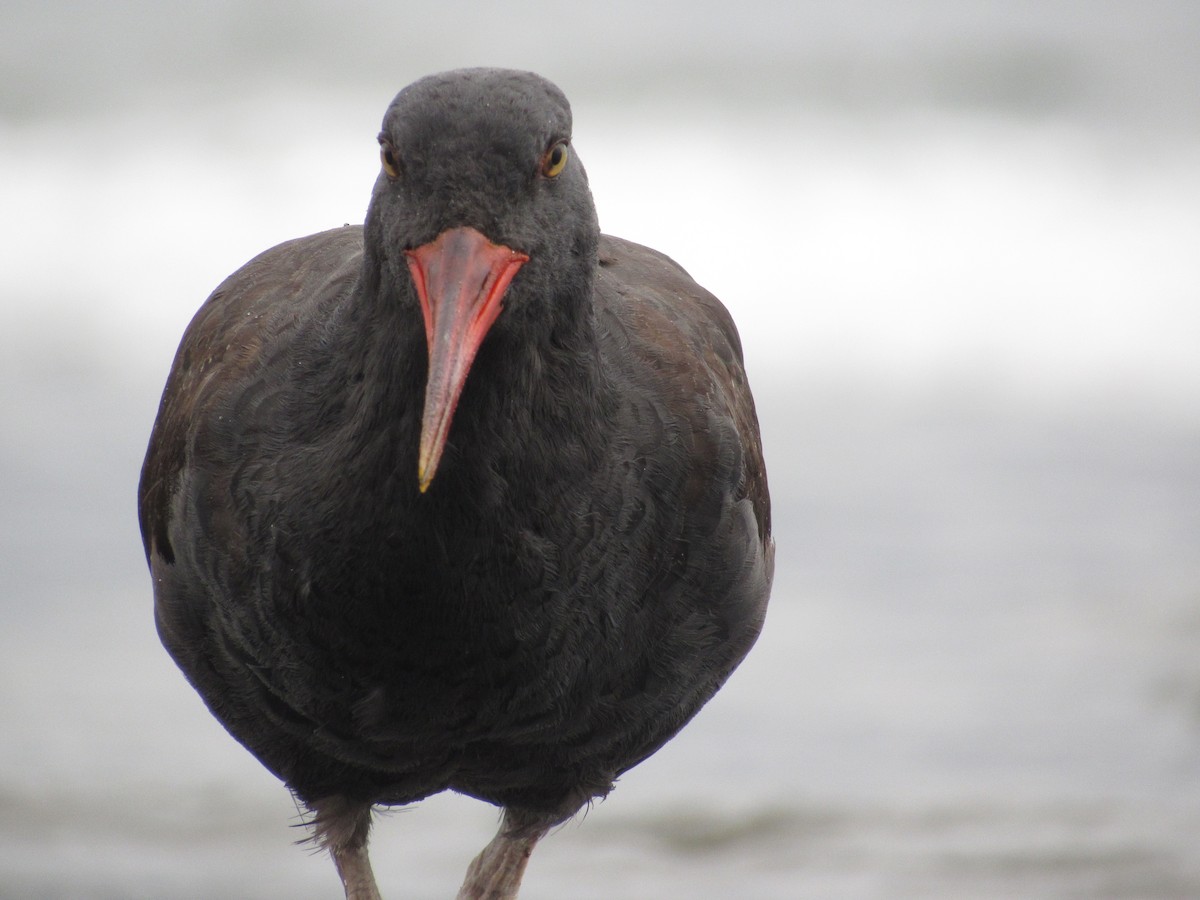 Blackish Oystercatcher - ML488972671