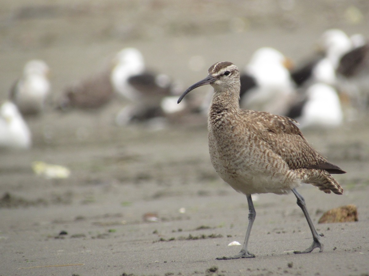 Whimbrel (Hudsonian) - ML488972841