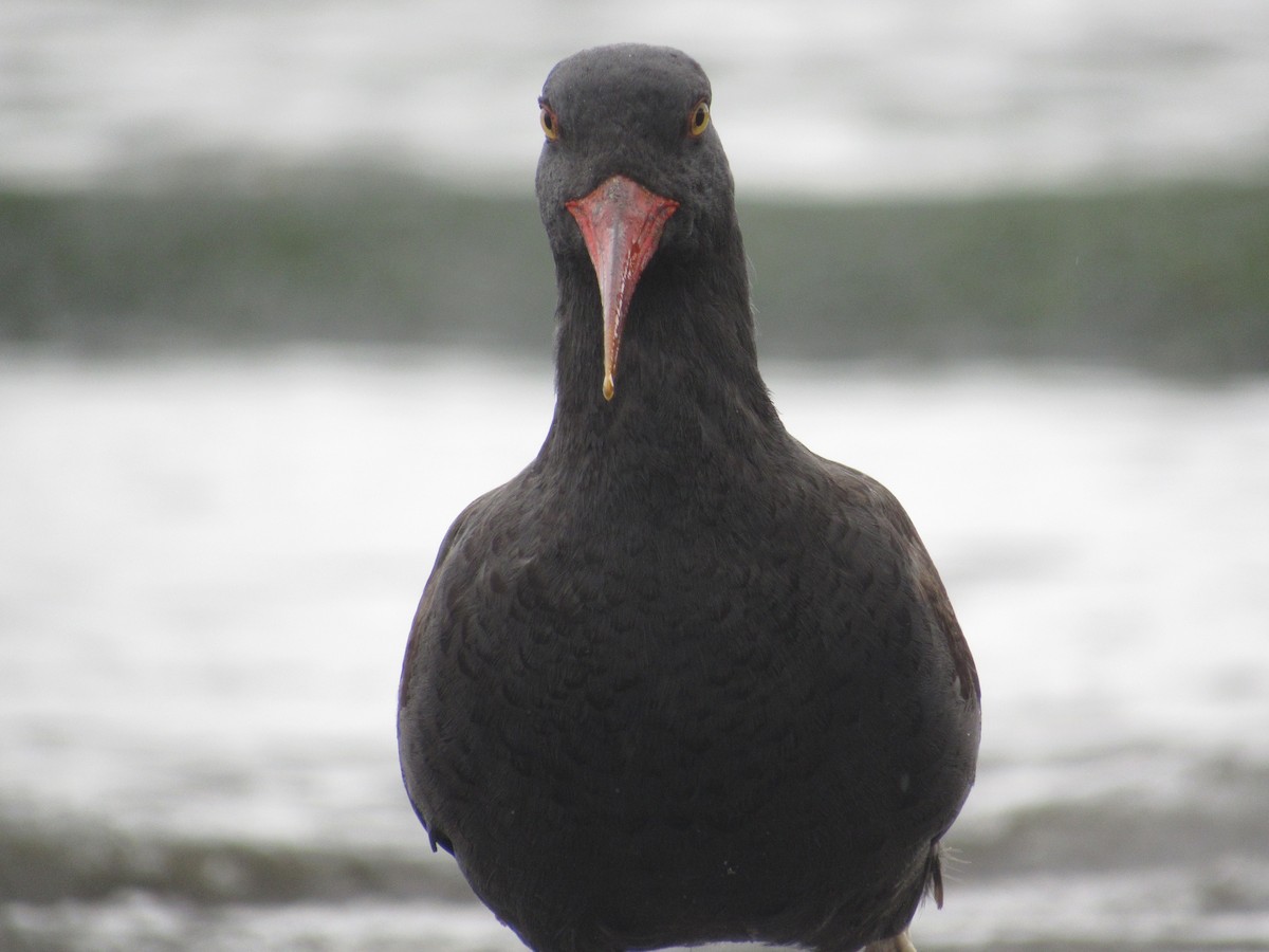 Blackish Oystercatcher - ML488972901