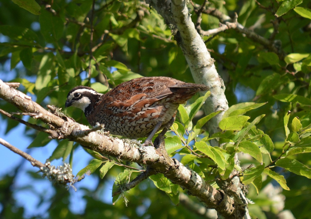 Northern Bobwhite - Jody Shugart