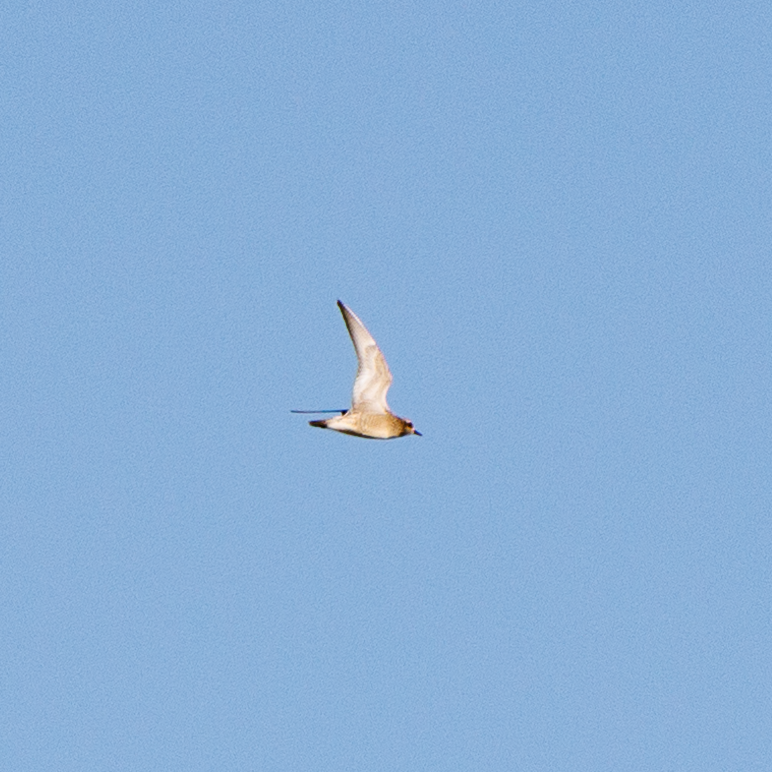 American Golden-Plover - ML488974941