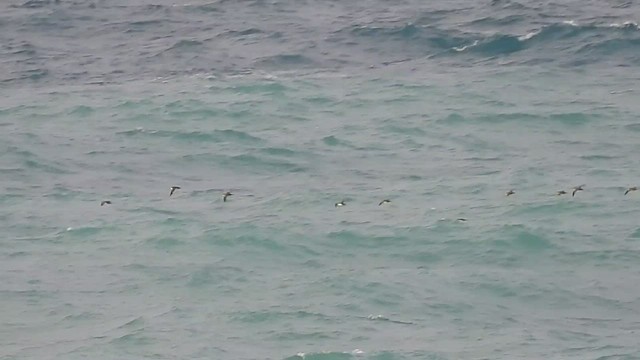 Balearic Shearwater - ML488975581