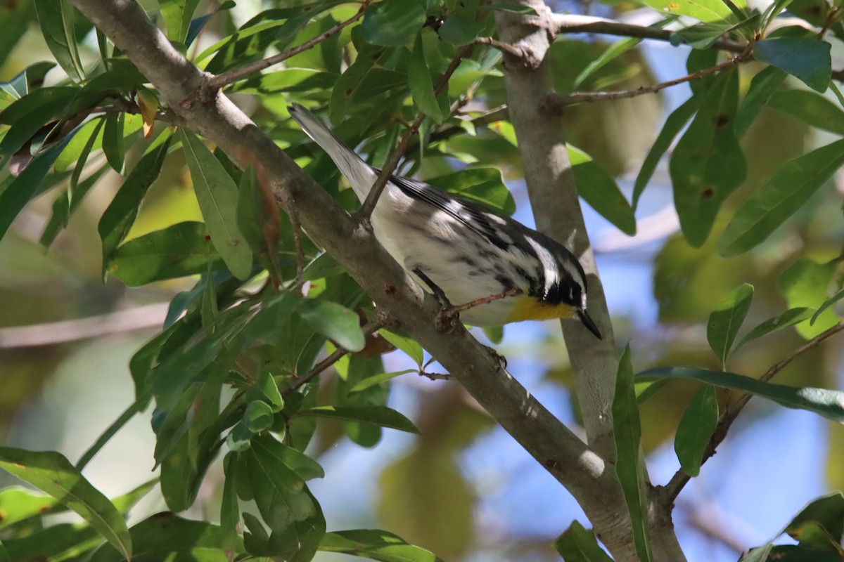Yellow-throated Warbler - ML488976041