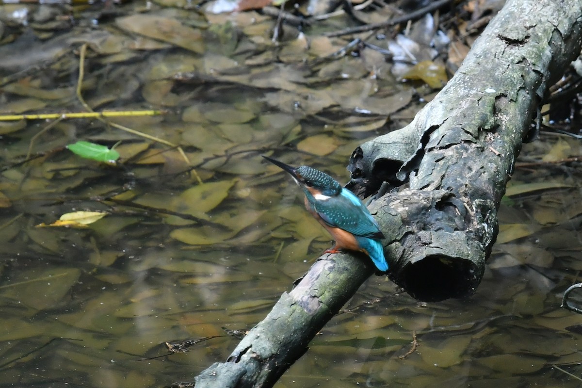 Common Kingfisher - Qin Huang