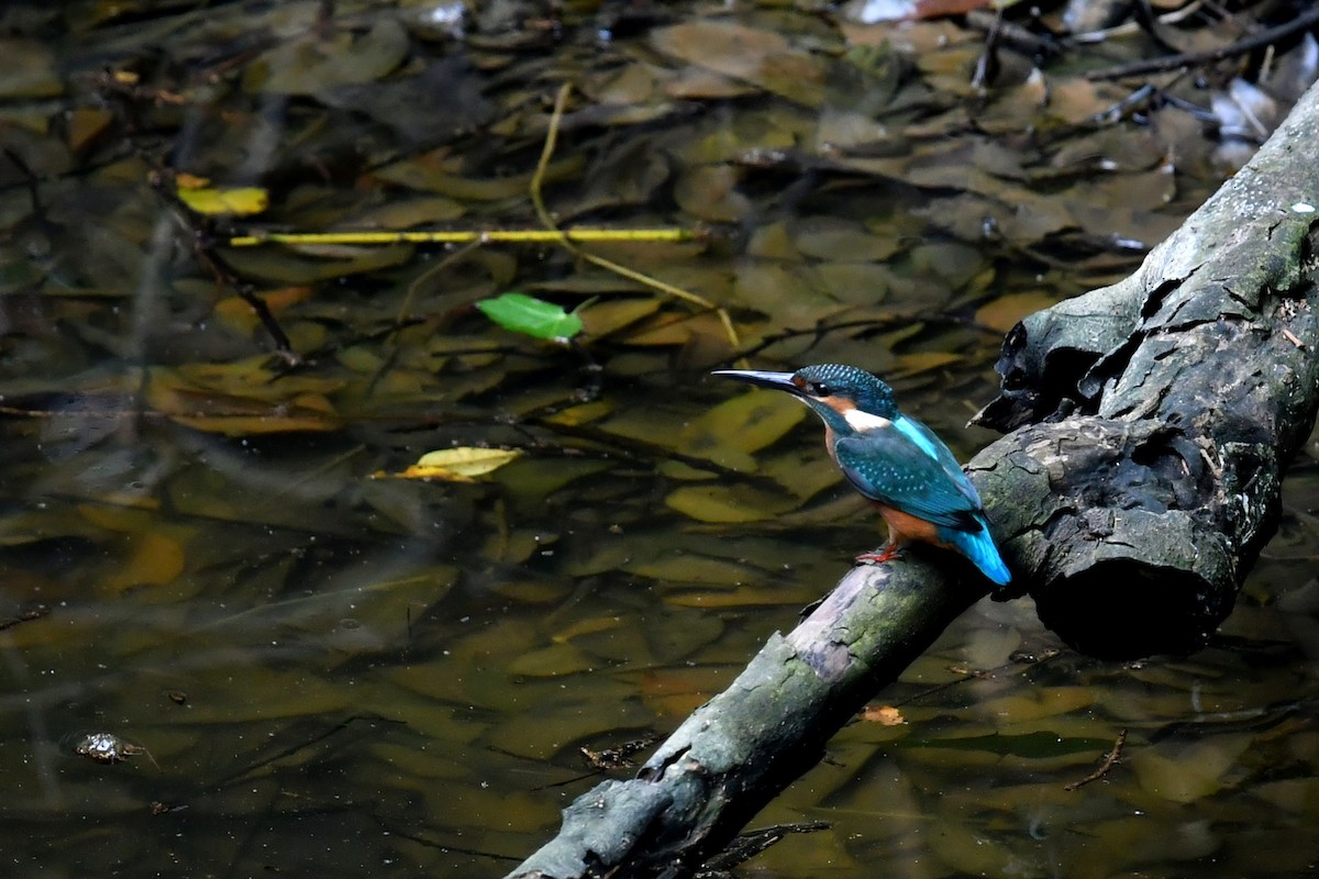 Common Kingfisher - Qin Huang