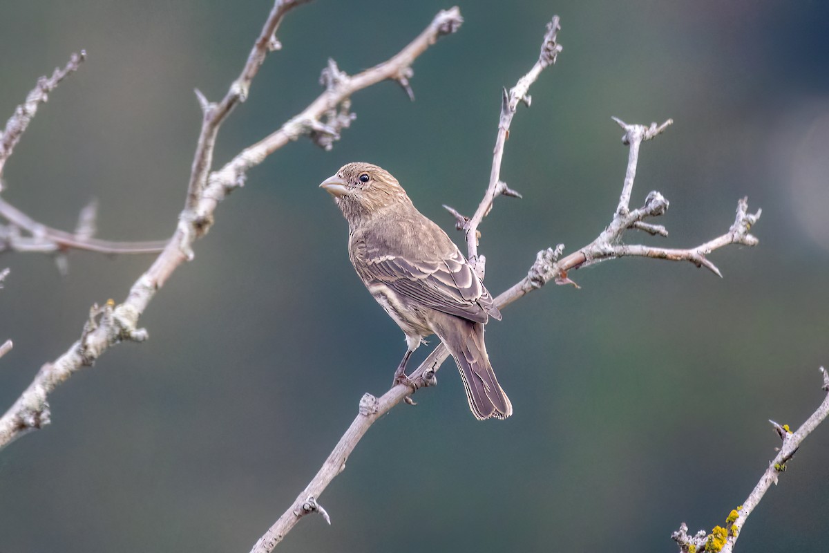 House Finch - ML488977581