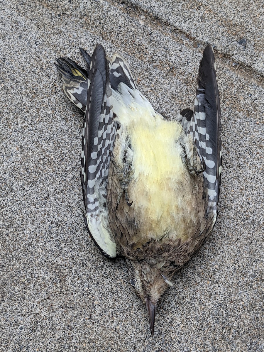 Yellow-bellied Sapsucker - ML488977921