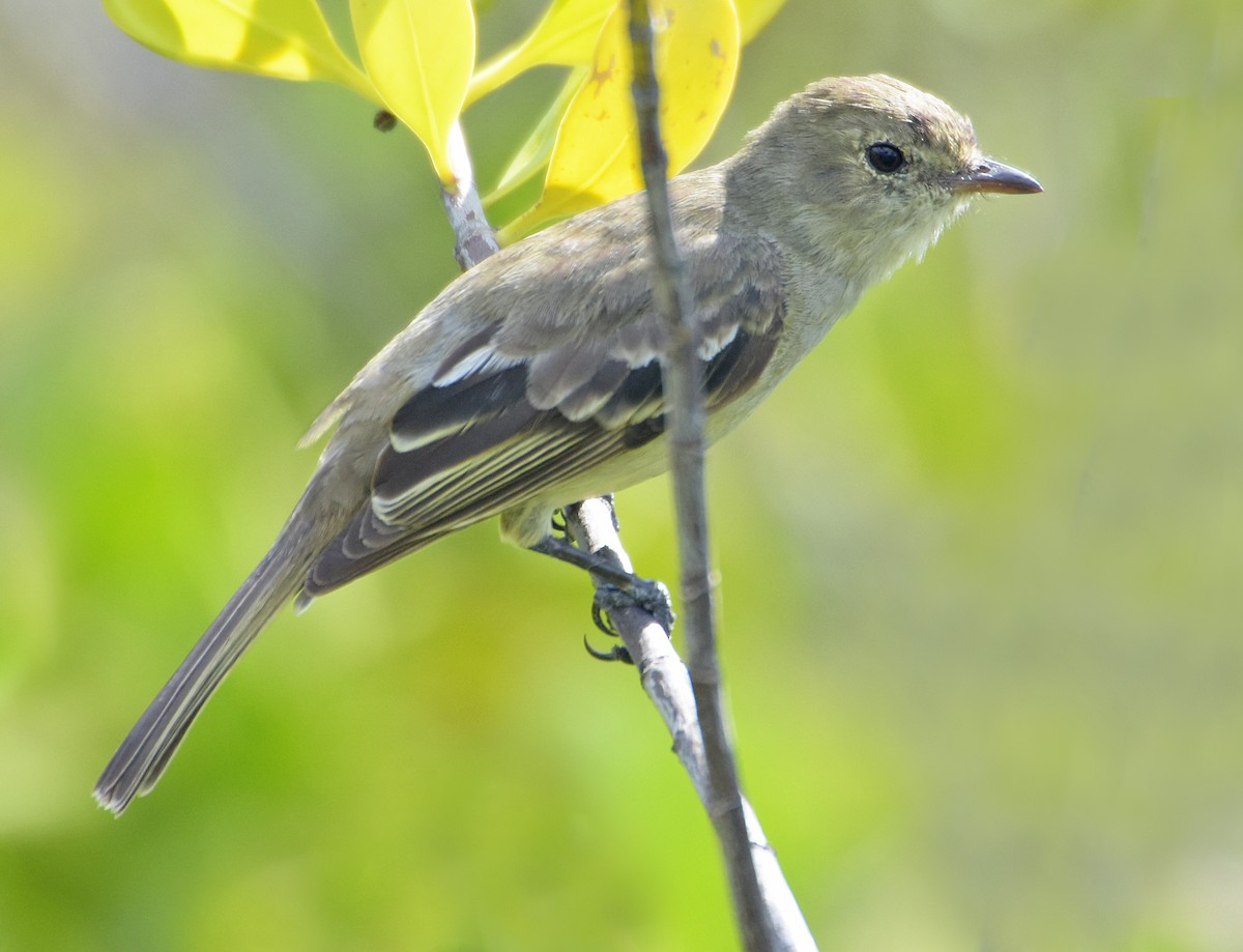 Caribbean Elaenia - Steven Mlodinow