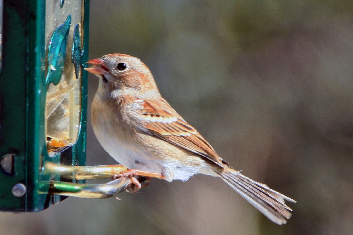 Field Sparrow - ML48897931