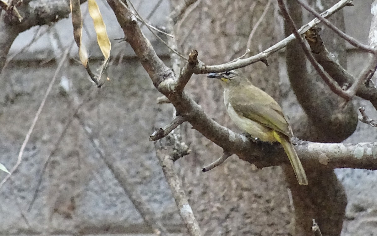 White-browed Bulbul - ML48897941