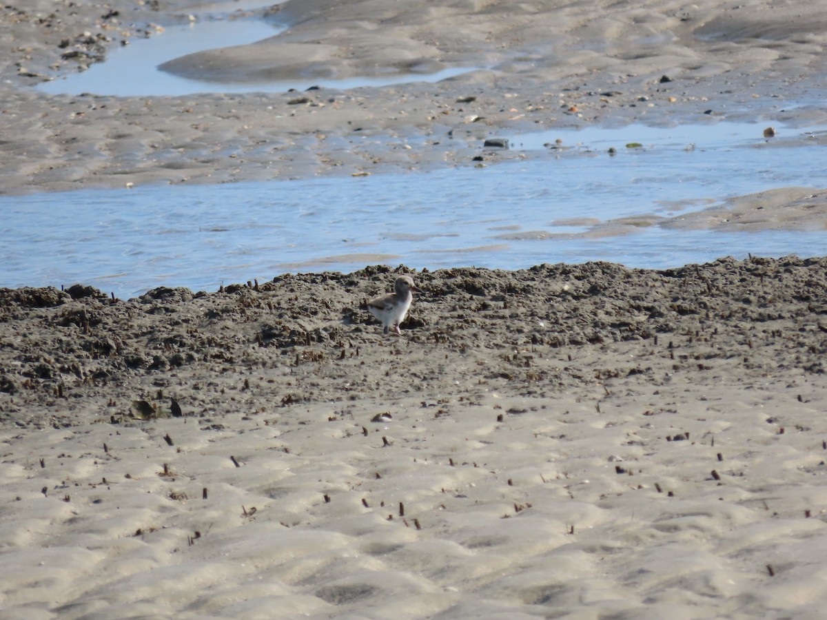 American Oystercatcher - ML488979471